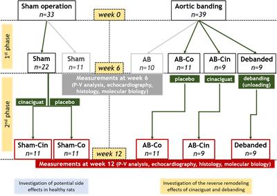 Comparison of the Reverse-Remodeling Effect of Pharmacological Soluble Guanylate Cyclase Activation With Pressure Unloading in Pathological Myocardial Left Ventricular Hypertrophy